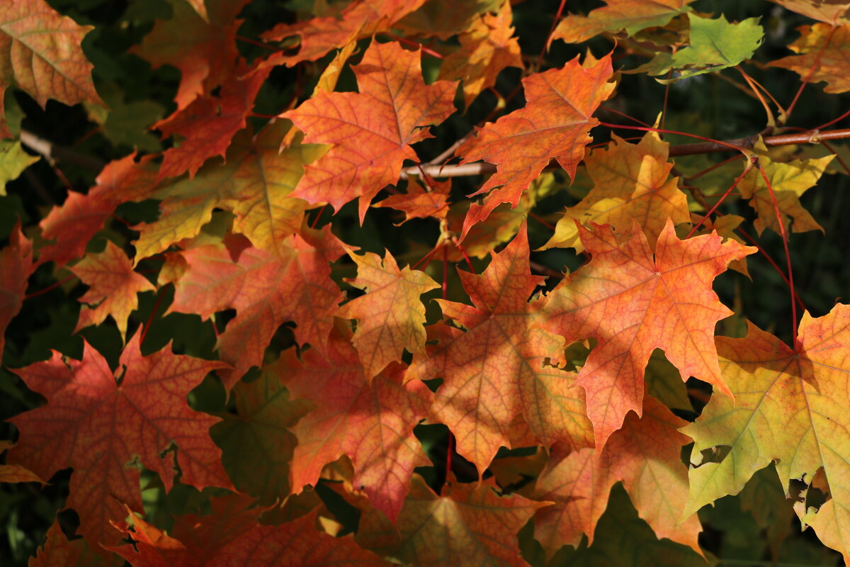 Осенние листья шумят и шумят... - Ольга 