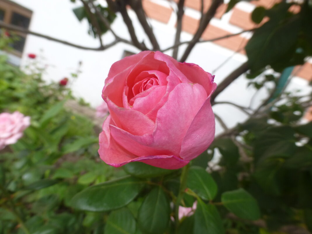 Розовая роза - Наиля 