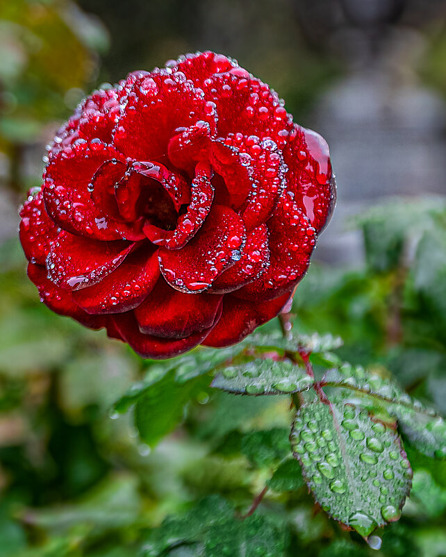 Роза, укутанная дождем - юрий затонов