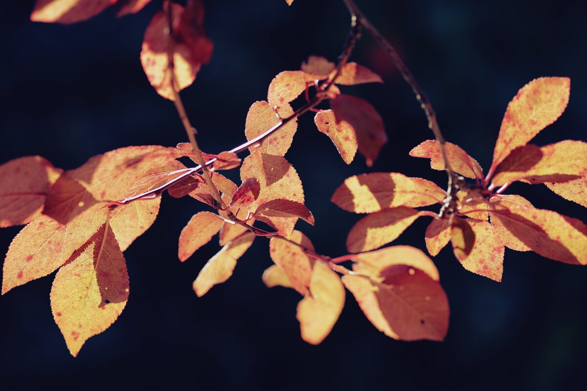 Prunus cerasifera "Pissardii" Декоративная слива в осенних лучах - wea *