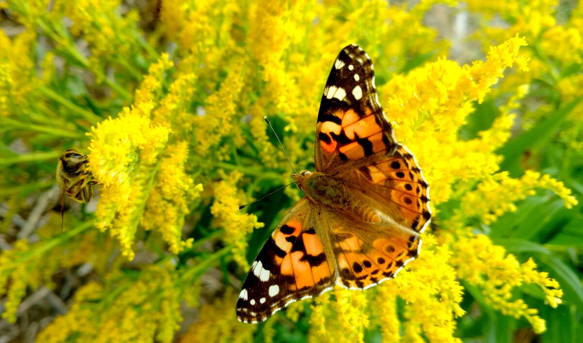 бабочки на осенних цветах 9 - Александр Прокудин