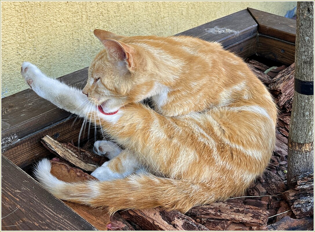 Фотосессия зеленоградского кота. - Валерия Комова