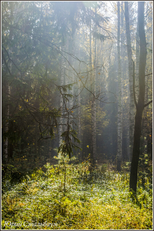 Рассвет в лесу - Стальбаум Юрий 