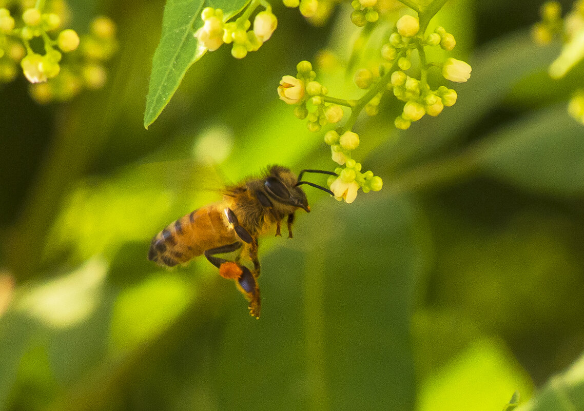 Пчела - Alexander Amromin