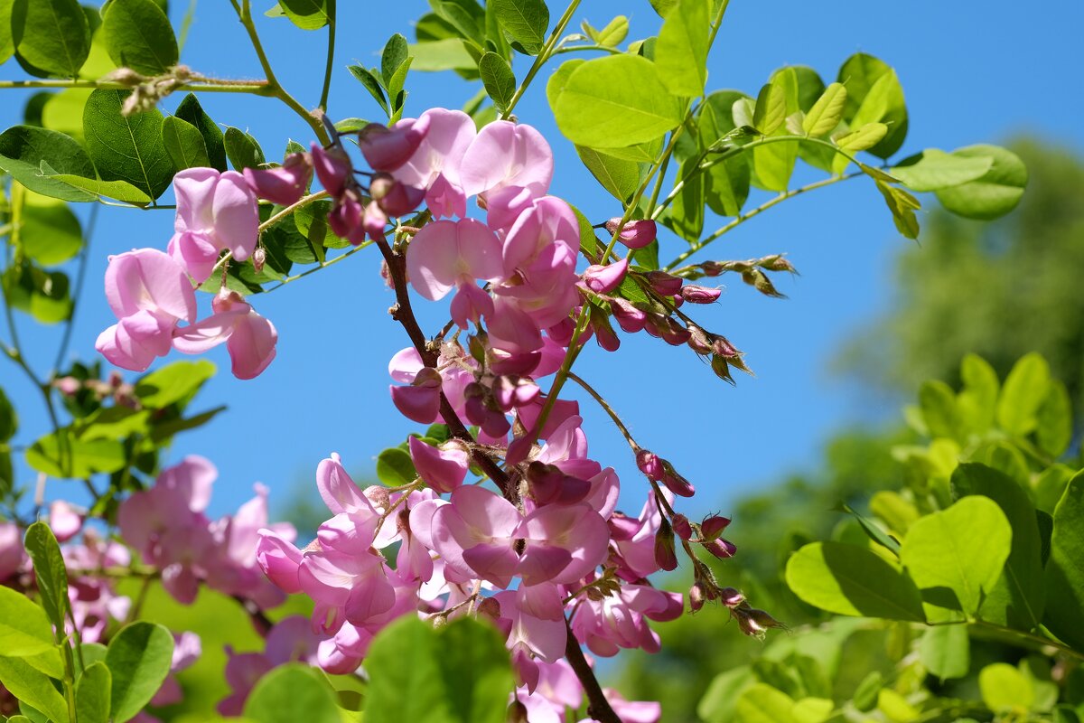 Robínia híspida Робиния щетинистоволосая или розовая акация цветки и листья - wea *