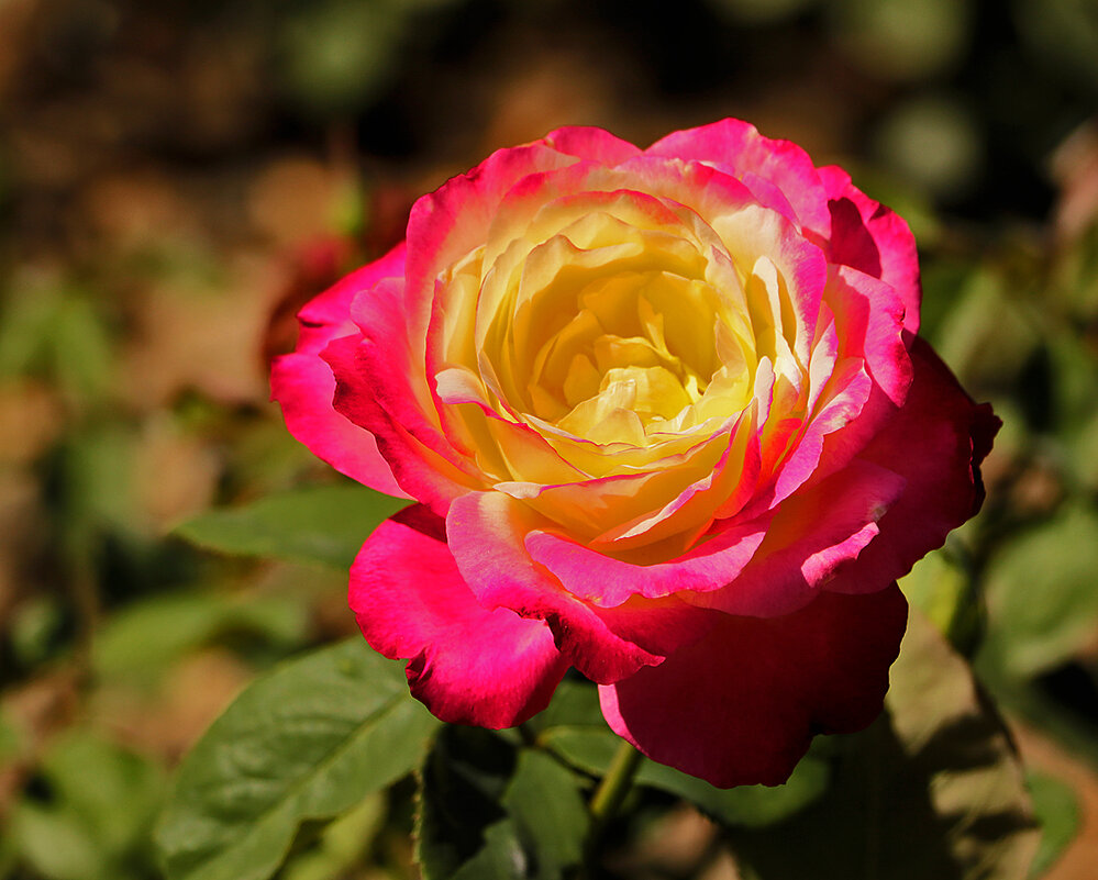 Роза розовая одна Ботаническая