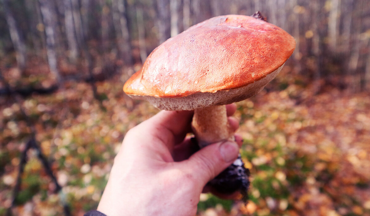 Осень...Красный гриб! - Владимир 