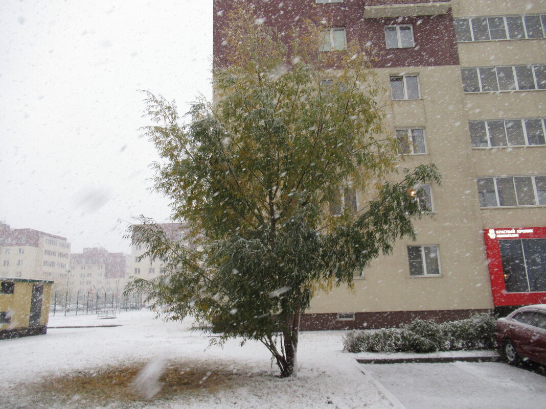 Первый снег, деревья еще с листьями - Андрей Макурин