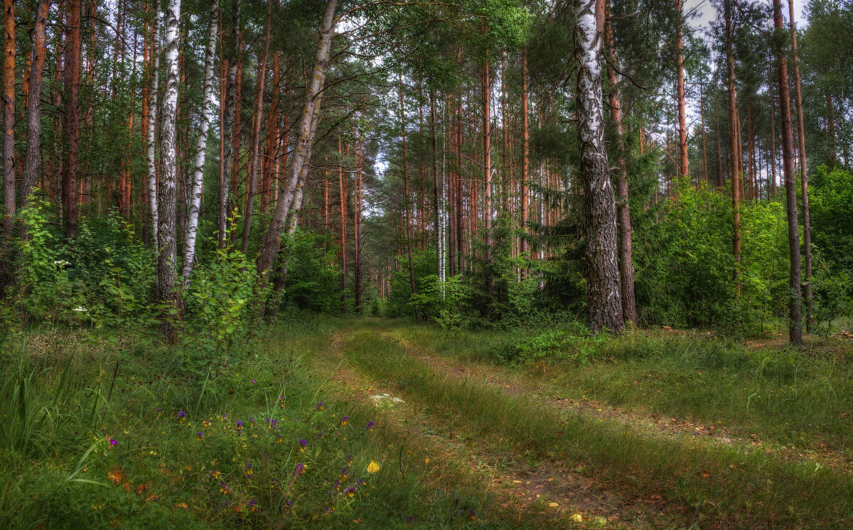 Беларусь, Ровецкий лес