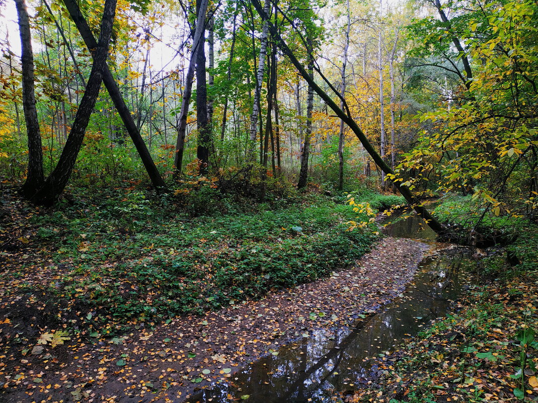 Зрелая осень: с прозрачностью леса - Андрей Лукьянов