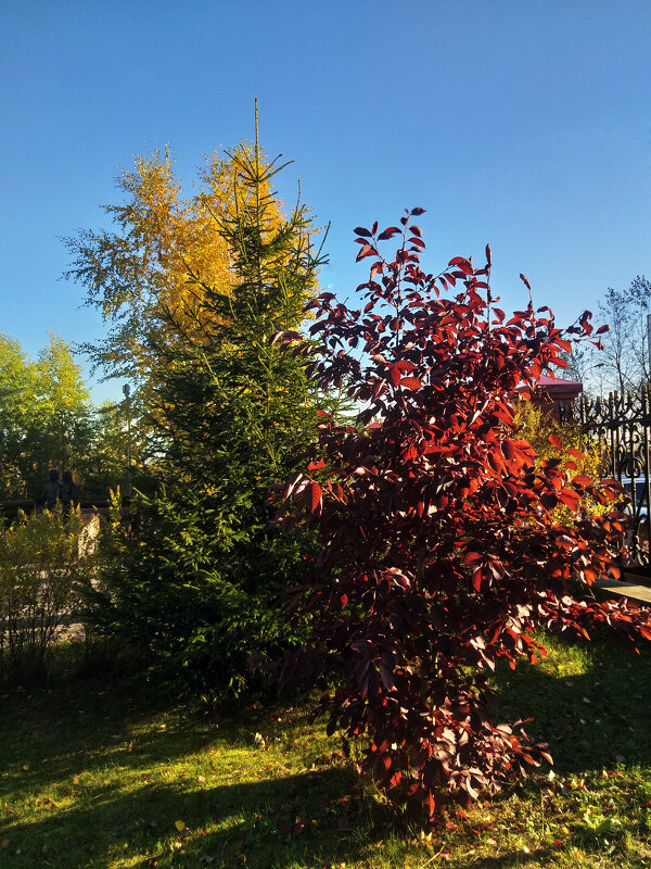 Разноцветная осень - Андрей К