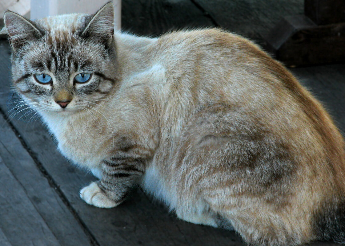 Голубоглазый кот - максим лыков