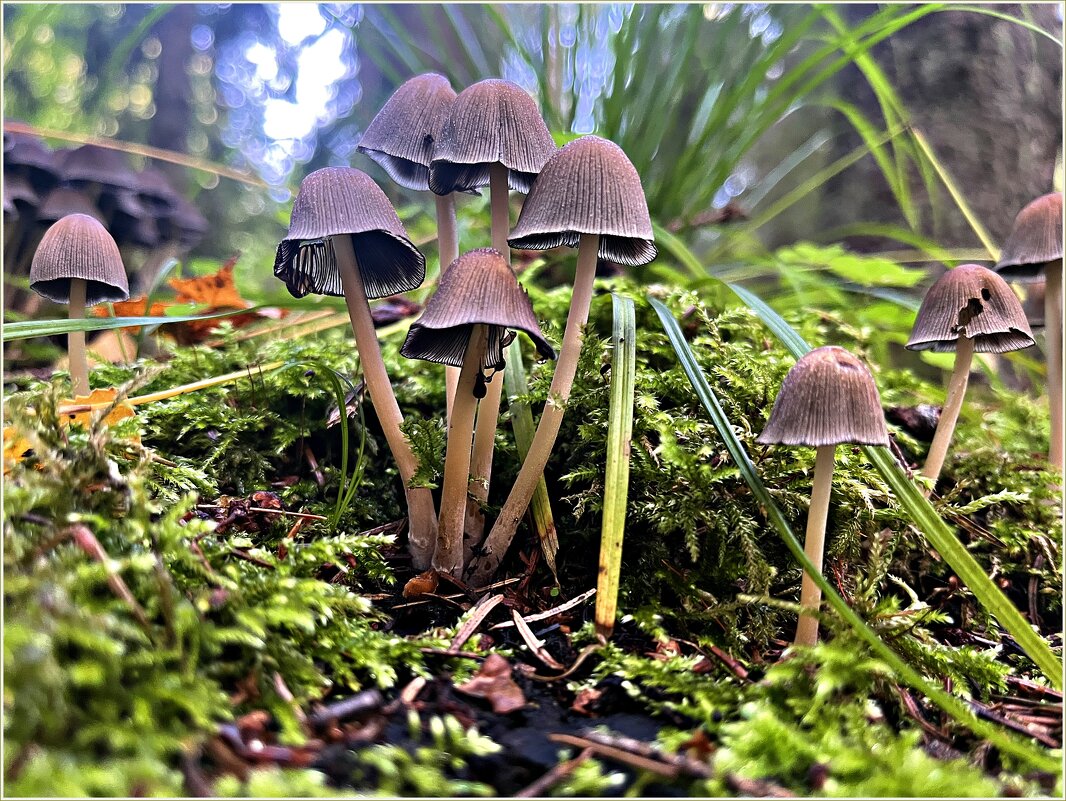 Удивительный мир грибов. - Валерия Комова
