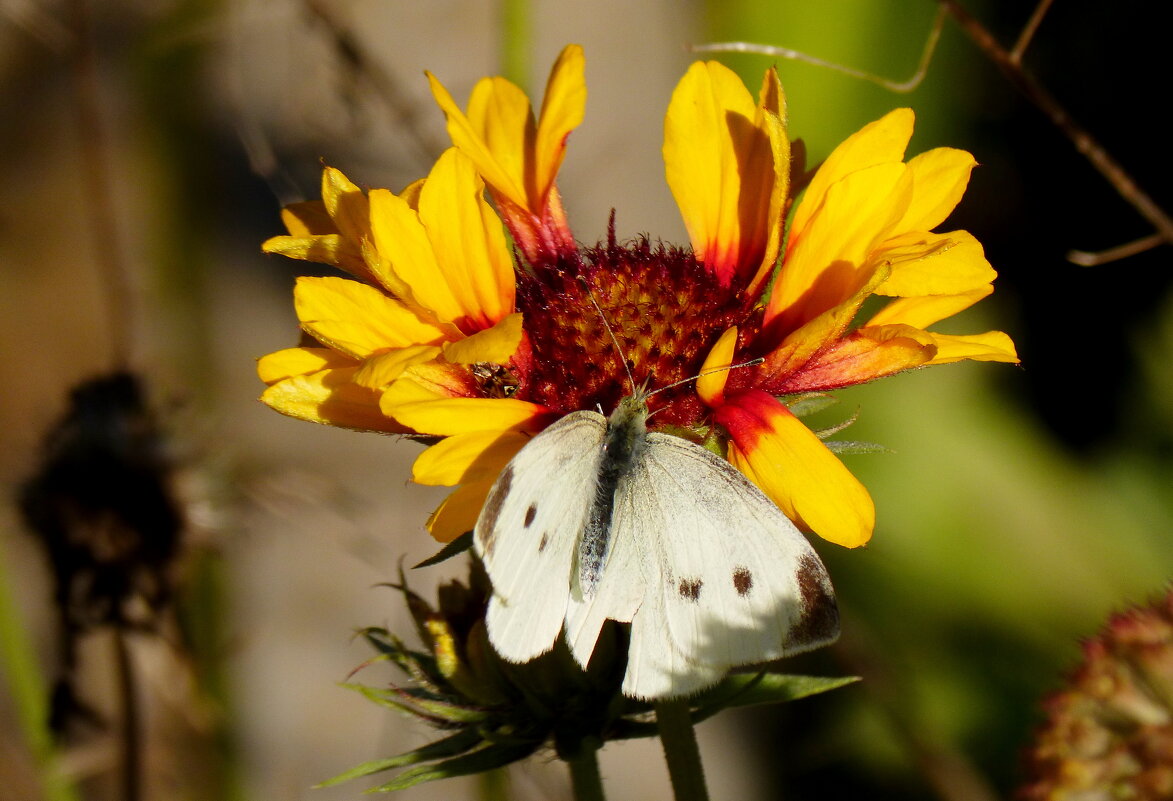 Сегодняшние (7 октября) бабочки на осенних цветах  3 - Александр Прокудин