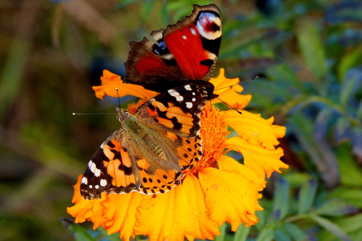 Сегодняшние (7 октября) бабочки на осенних цветах 5 - Александр Прокудин