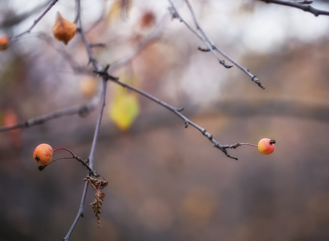 райские яблочки - Эльмира Суворова