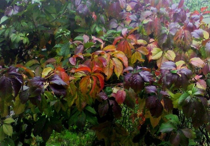 Осенние листья - Наталья 