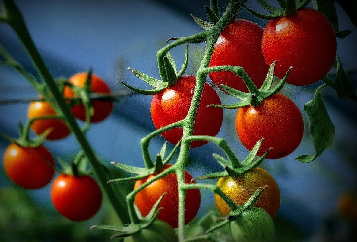 Черри , вкусняшки... - Владимир Шошин