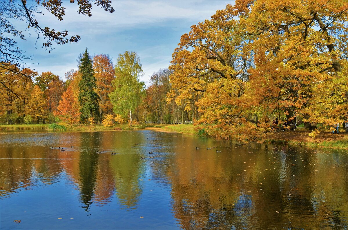 Золотая осень на прудах "Озерки"... - Sergey Gordoff