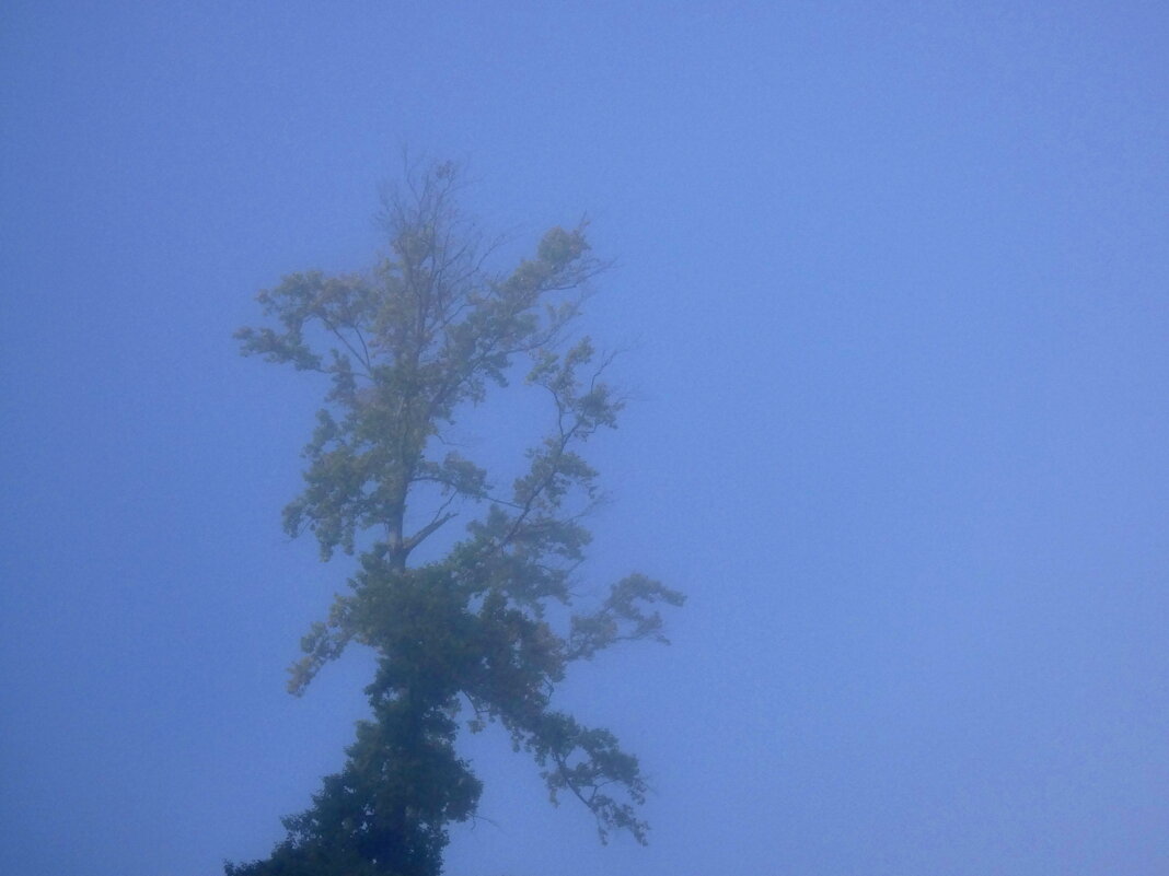 Деревья и туман - Heinz Thorns
