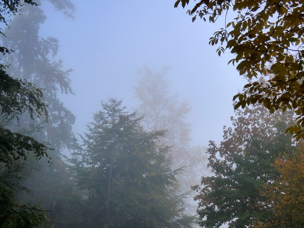 Деревья и туман - Heinz Thorns