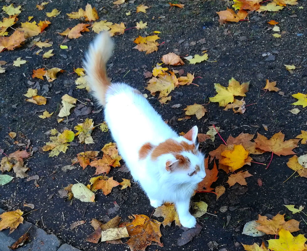 Кошка, которая гуляет сама по себе - Ольга Довженко