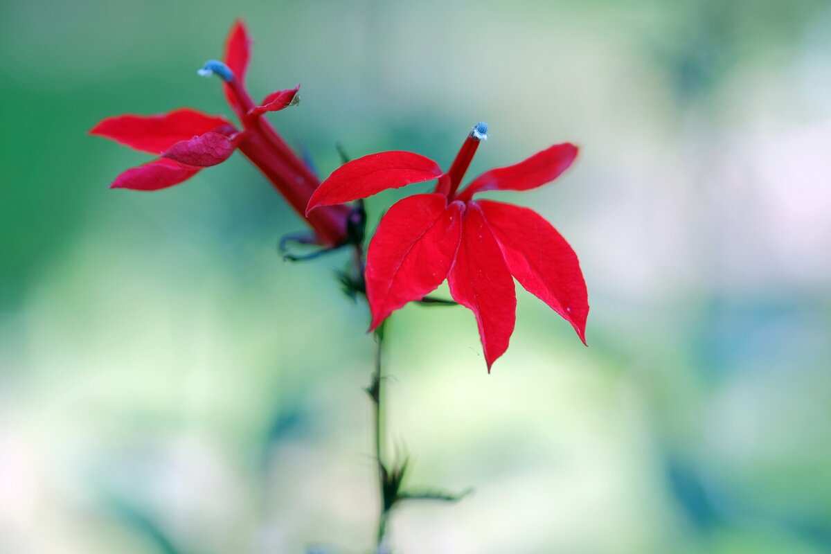 Lobelia × speciosa Starship Бронзоволистная лобелия " Scarlet Bronze Leaf" - wea *