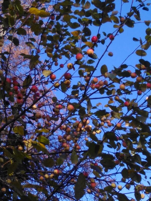 Райские яблоки в лесу. Октябрь - Gopal Braj