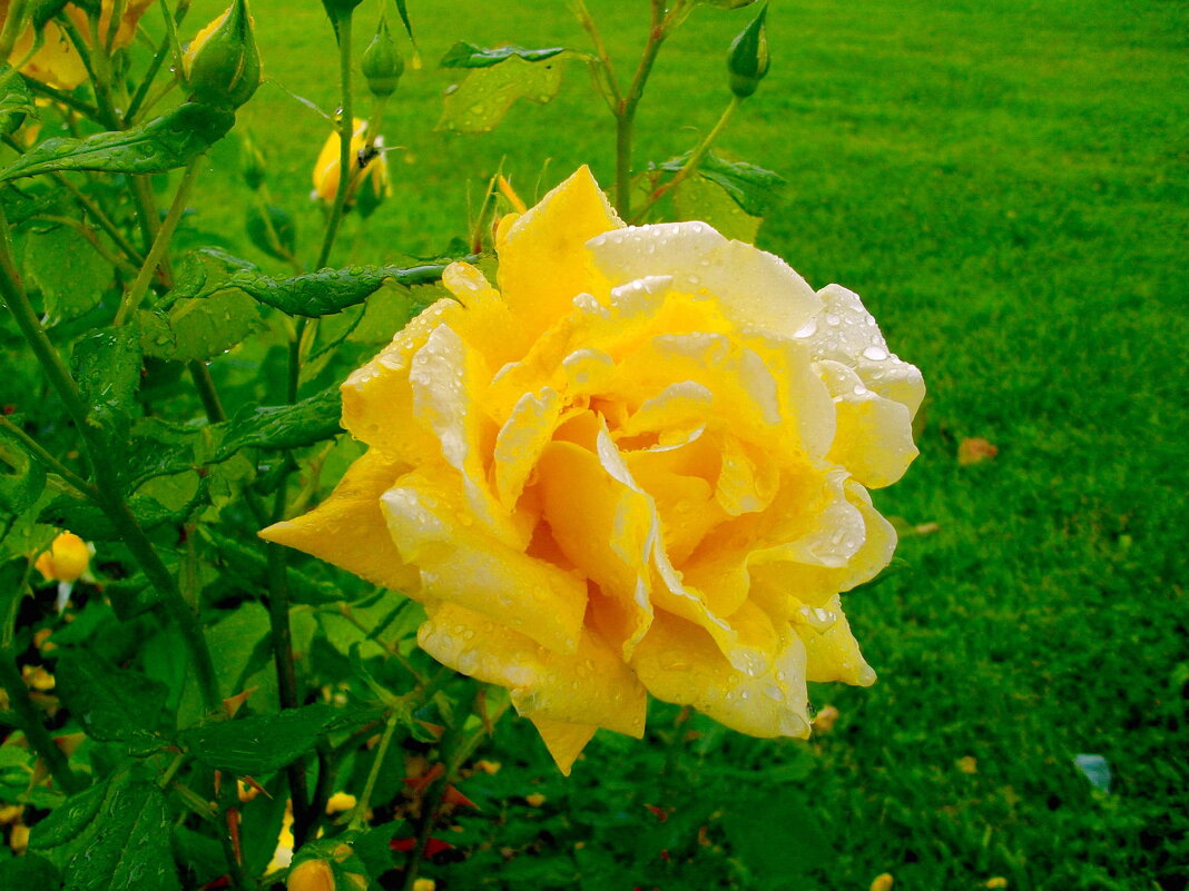 Прекрасная роза в каплях дождя. - Лия ☼