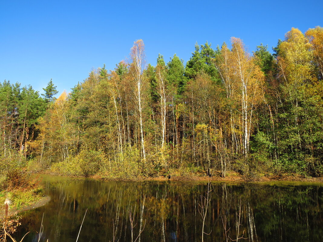 Осень на лесном пруду - Андрей Снегерёв