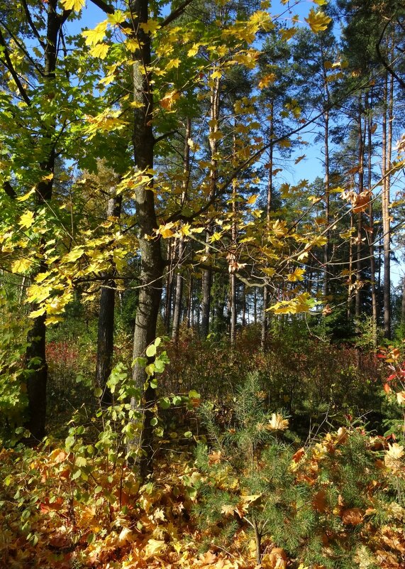 Осенний лес - PRP 