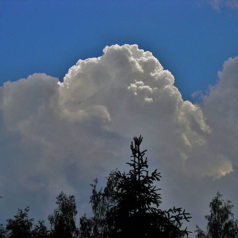 И кучевые облака, курчавящиеся над чащей... - Tanja Gerster