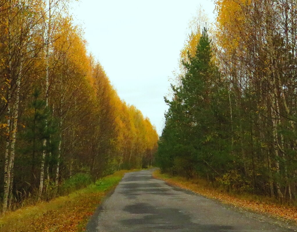 Дорога в осень - Андрей Снегерёв