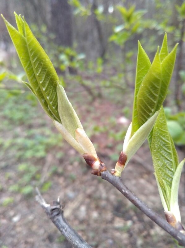 Первые листья ясенелистного клена весной - Gopal Braj