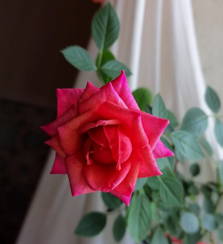 Роза на подоконнике в сентябре - Милла Корн 