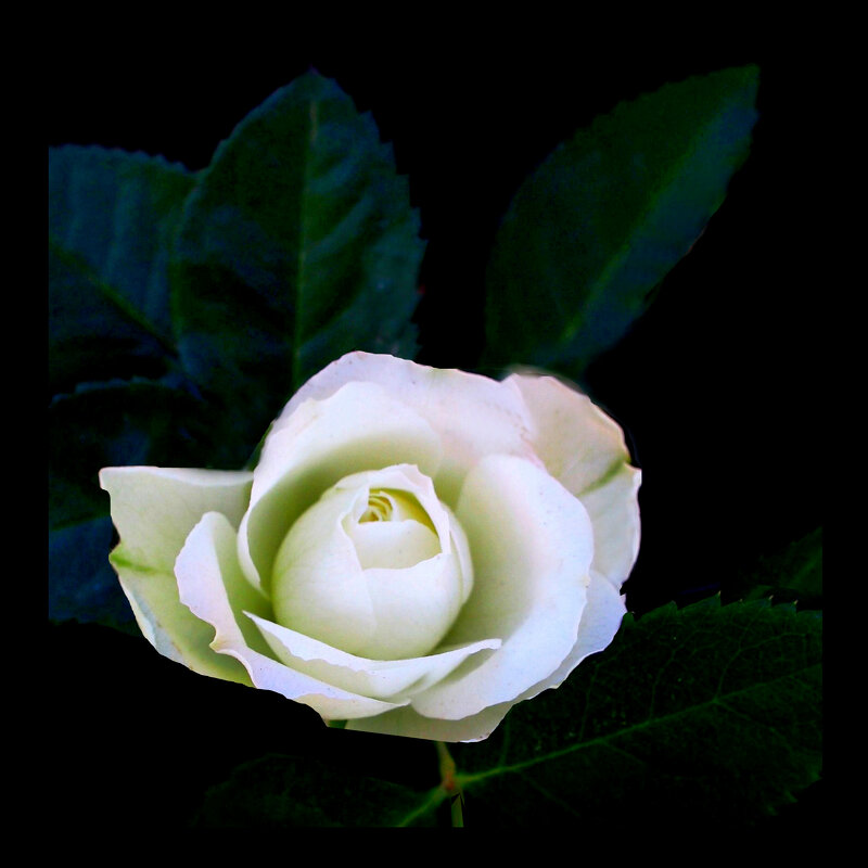 Белая роза в августе - Евгений 