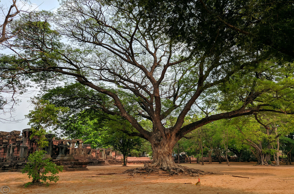 Камбоджийское многовековое древо. - Ольга Нагаева 