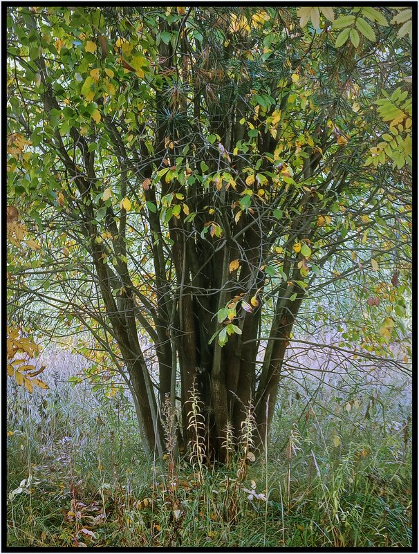 лесной ситец - Валерий Коноплев