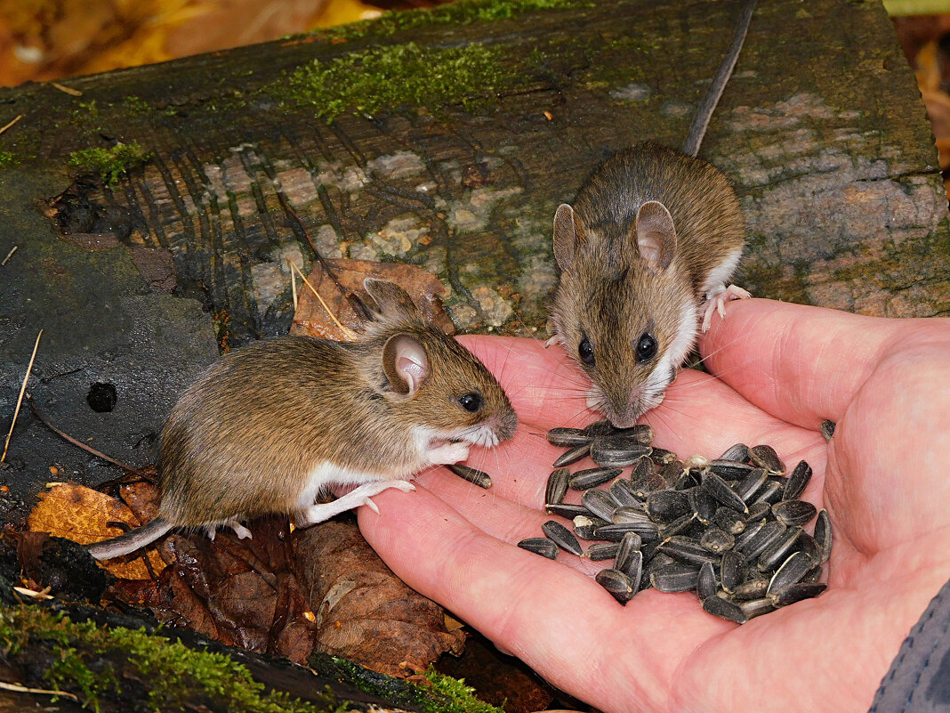 Малые лесные мышки - Лина 