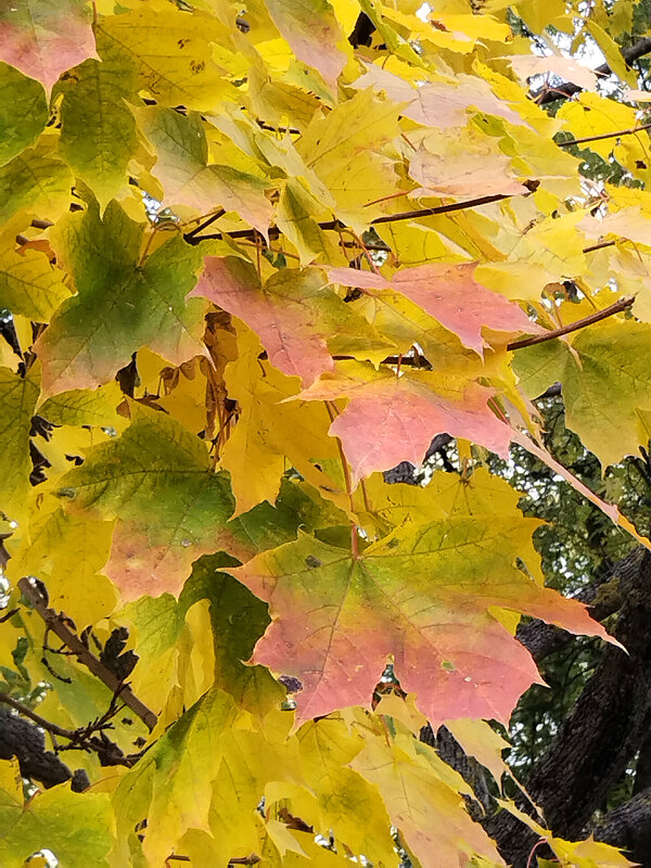 Листья клёна - (конец октября) - tamara 