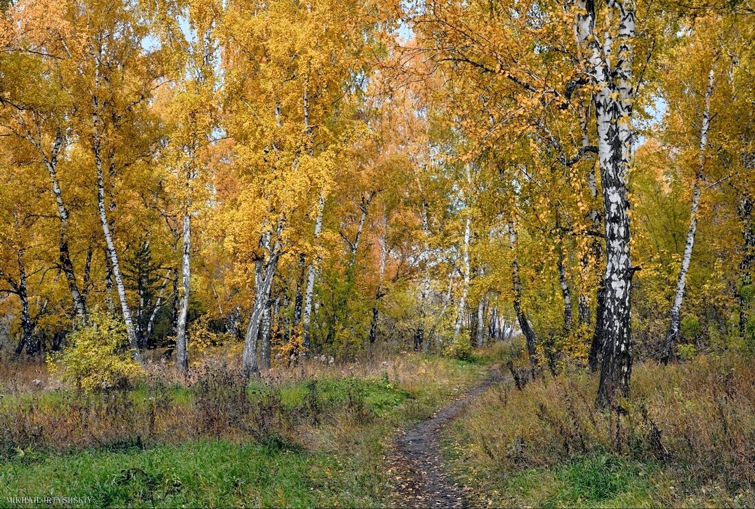 В лесу берёзовом осеннем - Mikhail Irtyshskiy