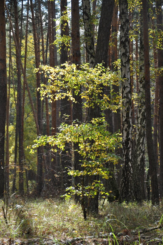 Осень в лесу - Татьяна 