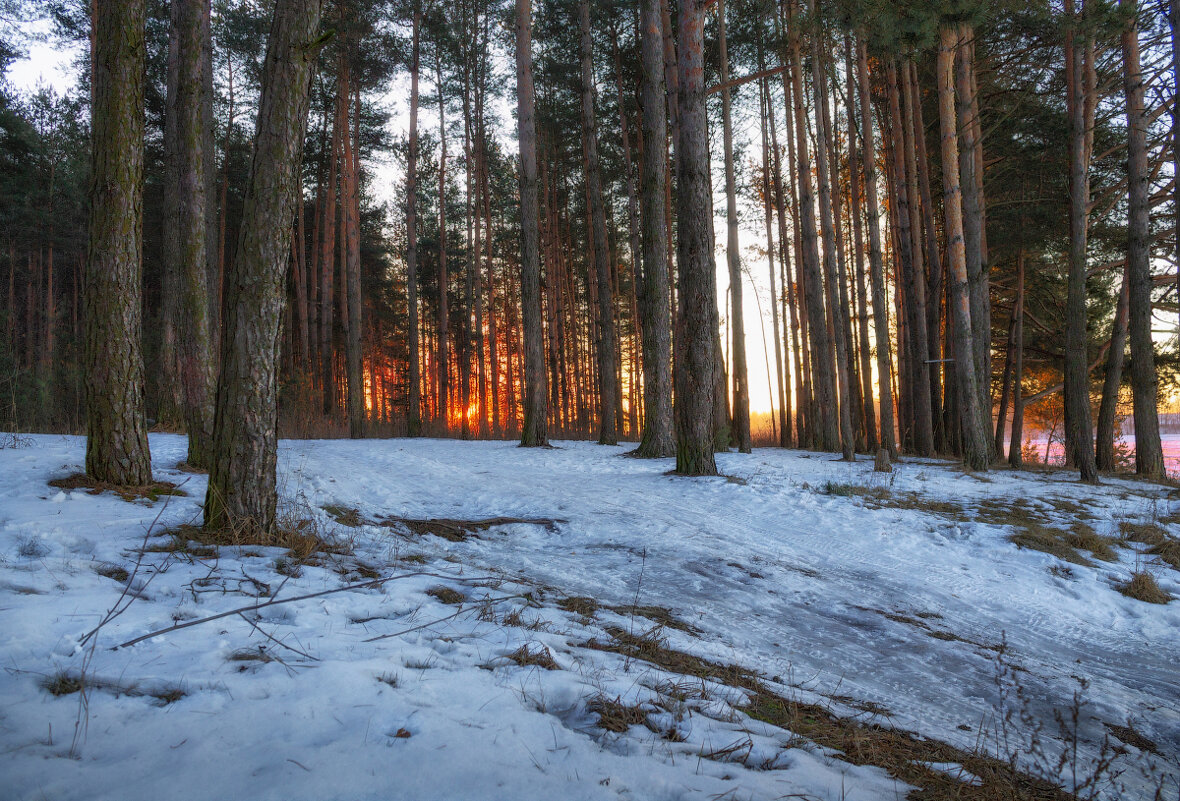 Утро в лесу - Сергей Шабуневич