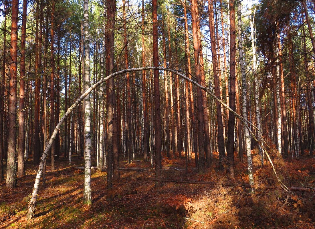 Берёзовая арка - Андрей Снегерёв