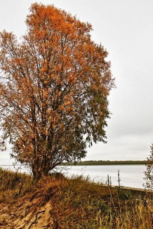 Сентябрь...Тальник-дерево на берегу Оби. - Владимир 