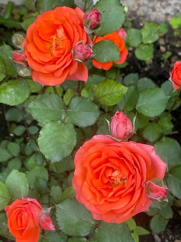 Розы на даче - Нина Колгатина 