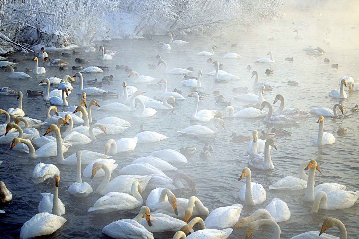 Зима на Лебедином озере - Татьяна Лютаева