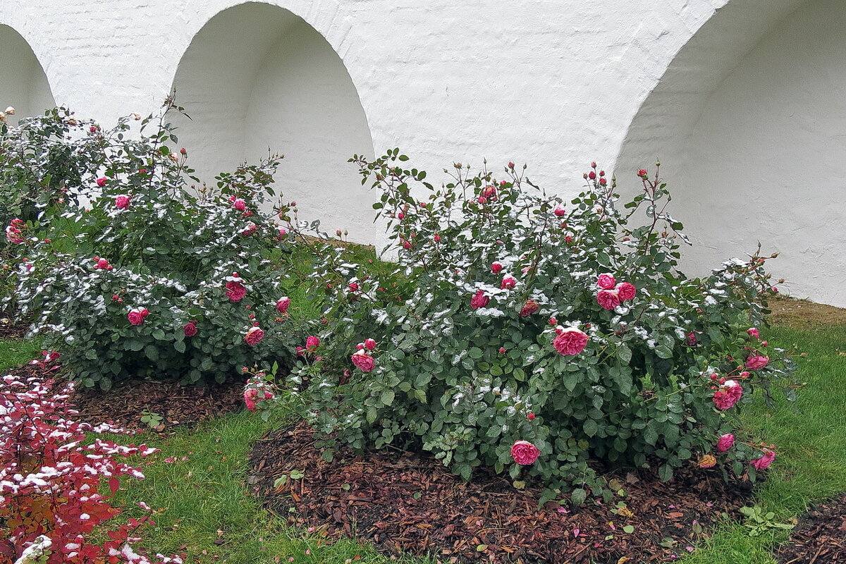Розы в холодном ноябре, возле монастырской стены - Николай Белавин