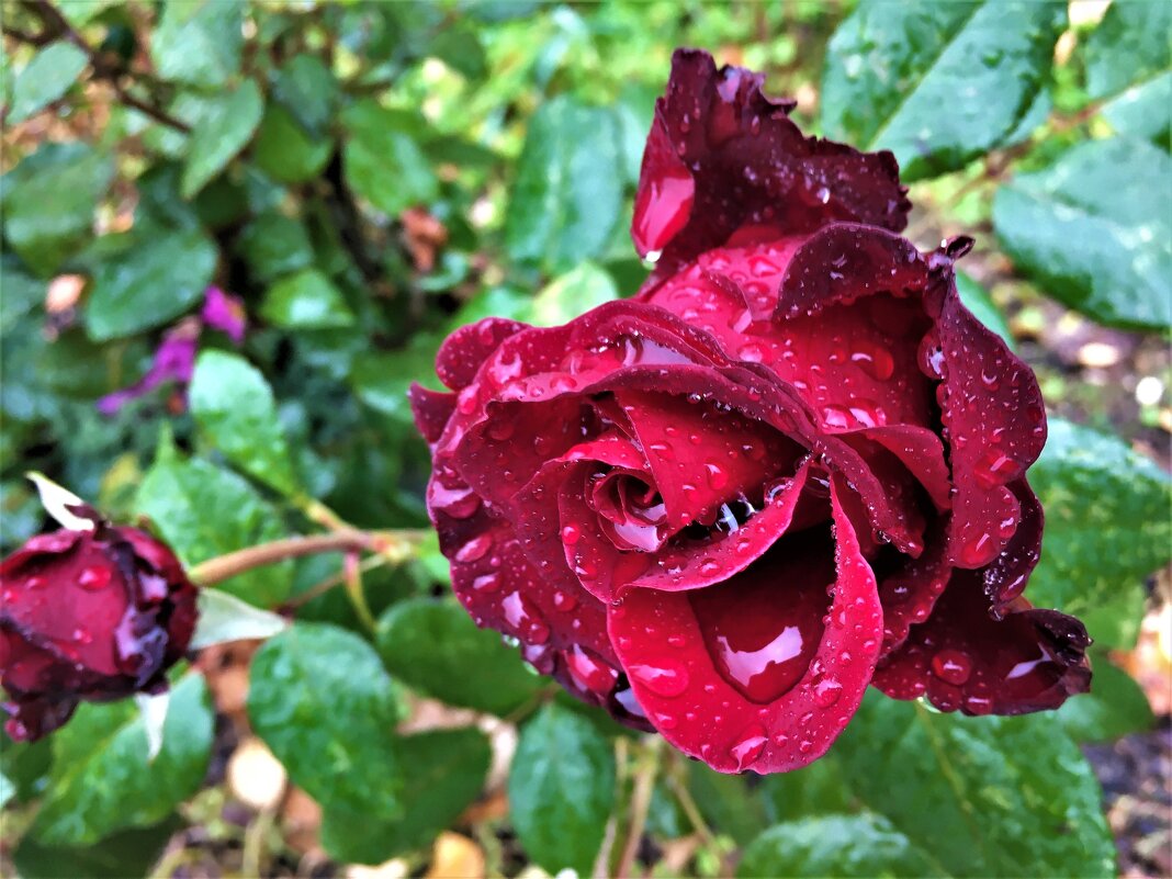 ***и розу дождь не пощадил...*** - helga 2015