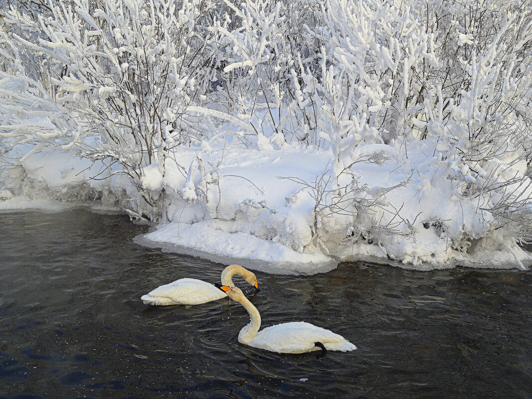Зима на озере Лебединое - Татьяна Лютаева